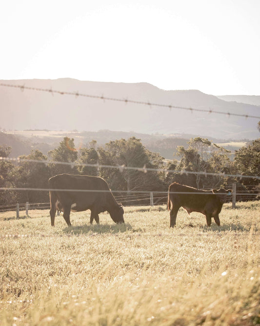 Cows grazing in a sunny pasture representing the source of tallow for healthy skin in the article The Power Of Tallow For Healthy Skin.