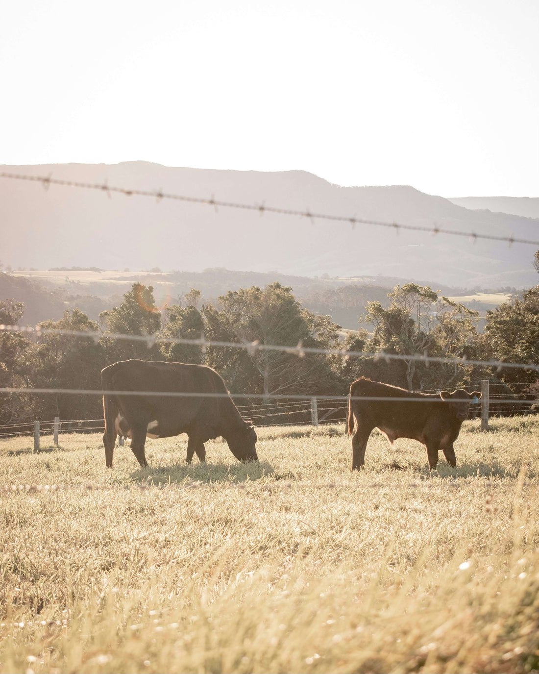 Cows grazing in a sunny pasture representing the source of tallow for healthy skin in the article The Power Of Tallow For Healthy Skin.
